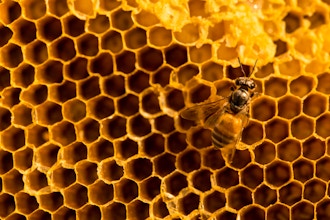 How to Build a Beehive
